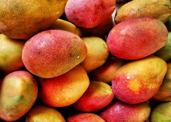 Indian Mango