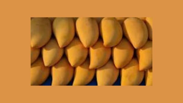 Jardalu Mangoes