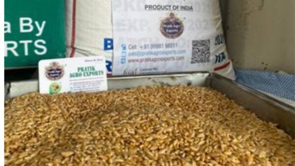 Bhalia wheat